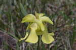 Yellow trumpets